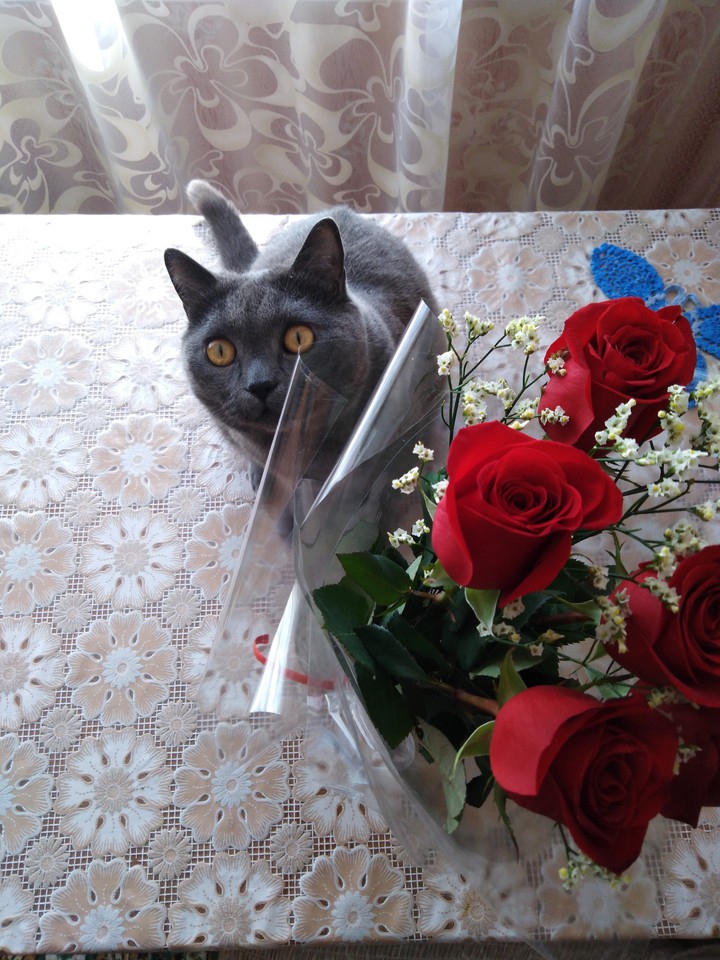 Кот