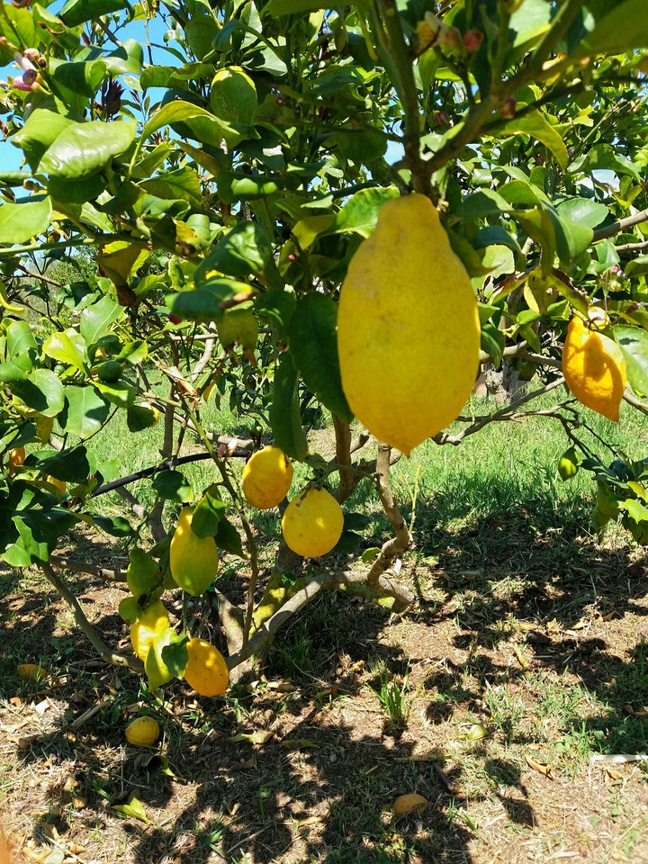 Lemon trees