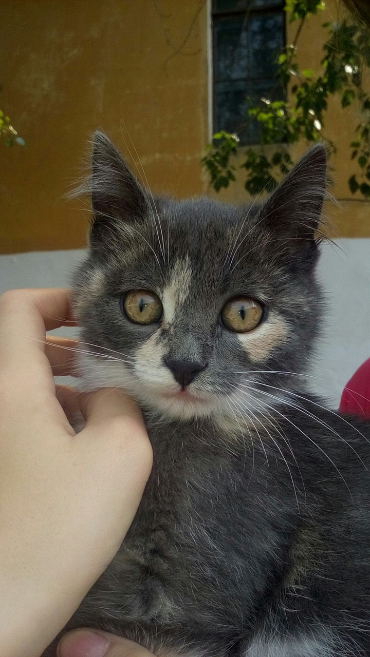 Foto Cat
