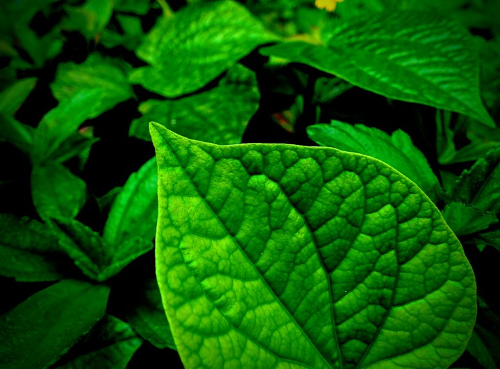 green love green