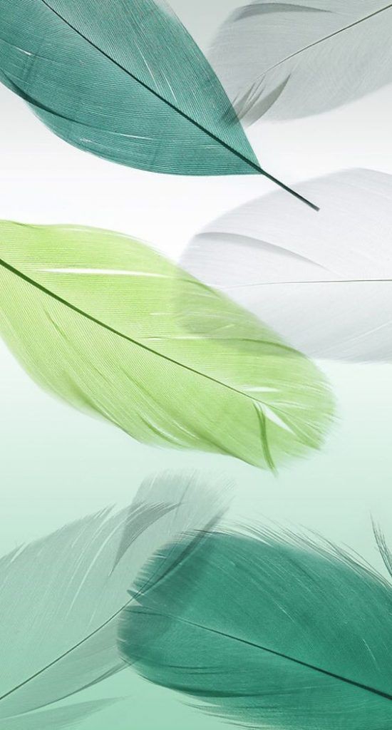 feather's