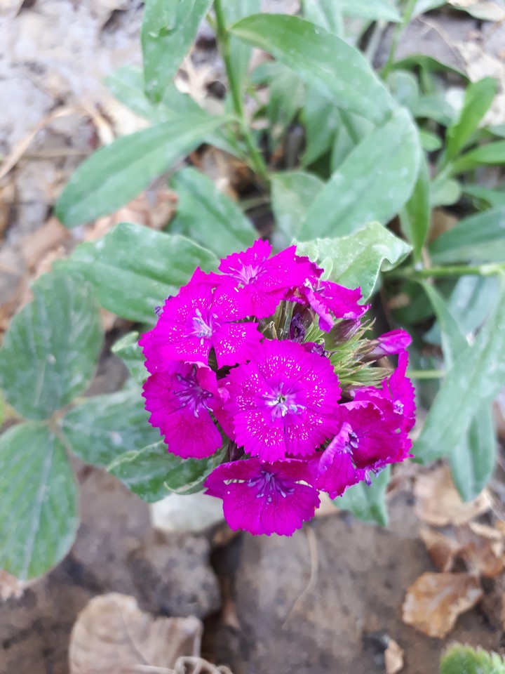 flower