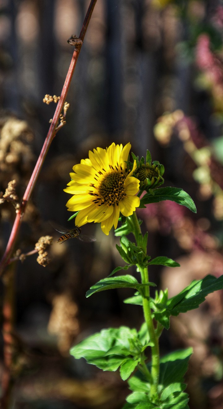 yellow...