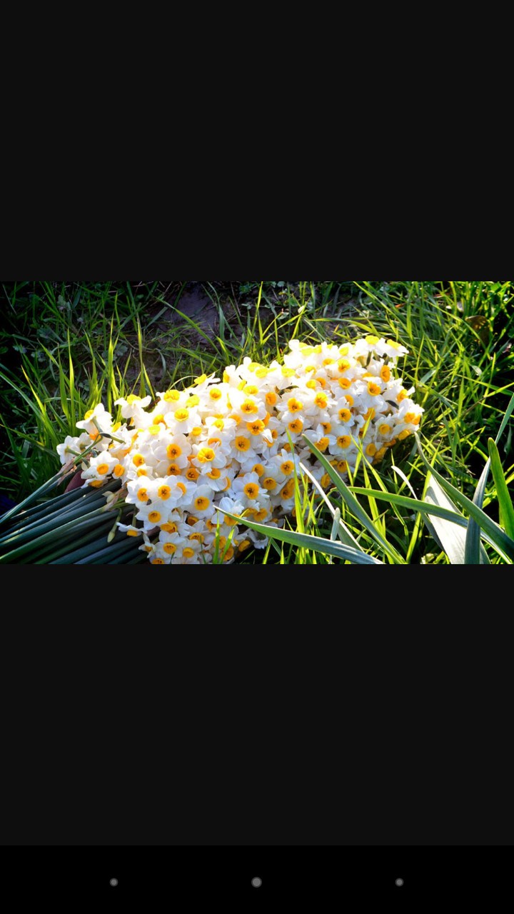 narges