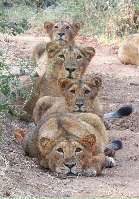 avant la chasse , l'observation