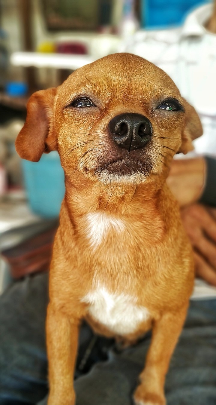 My Dog