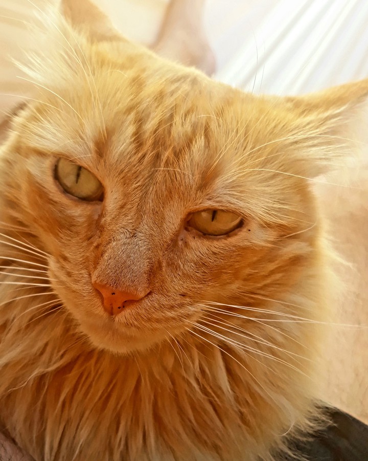 yellow cat