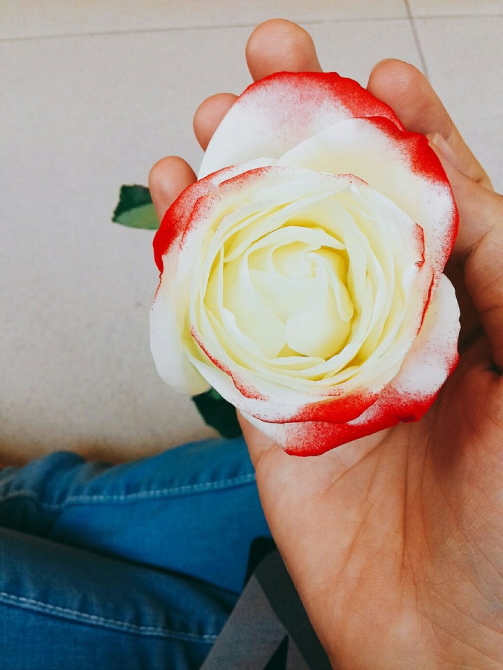 rose