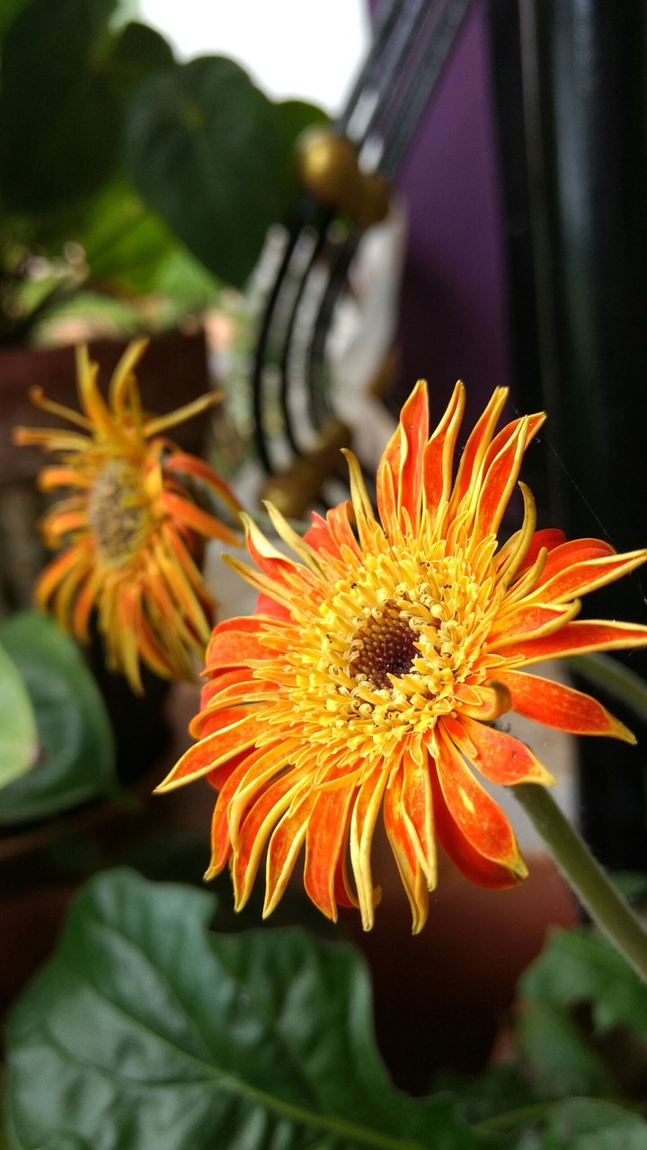 my mom's beautiful flower