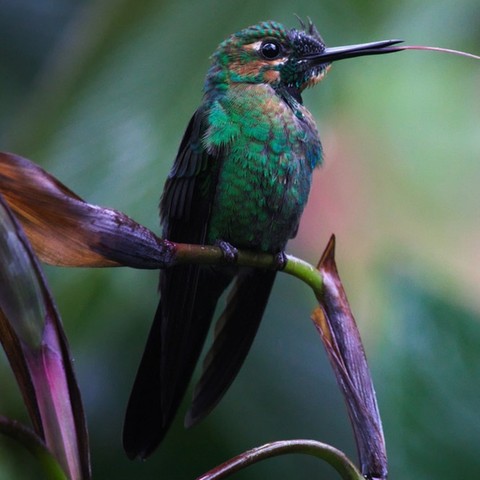 very beautiful bird.....
