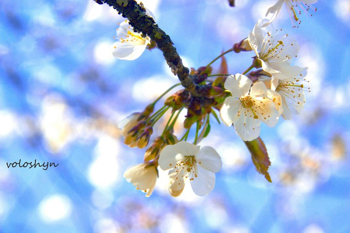 primavera, весна