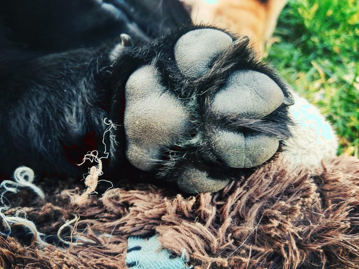 pup