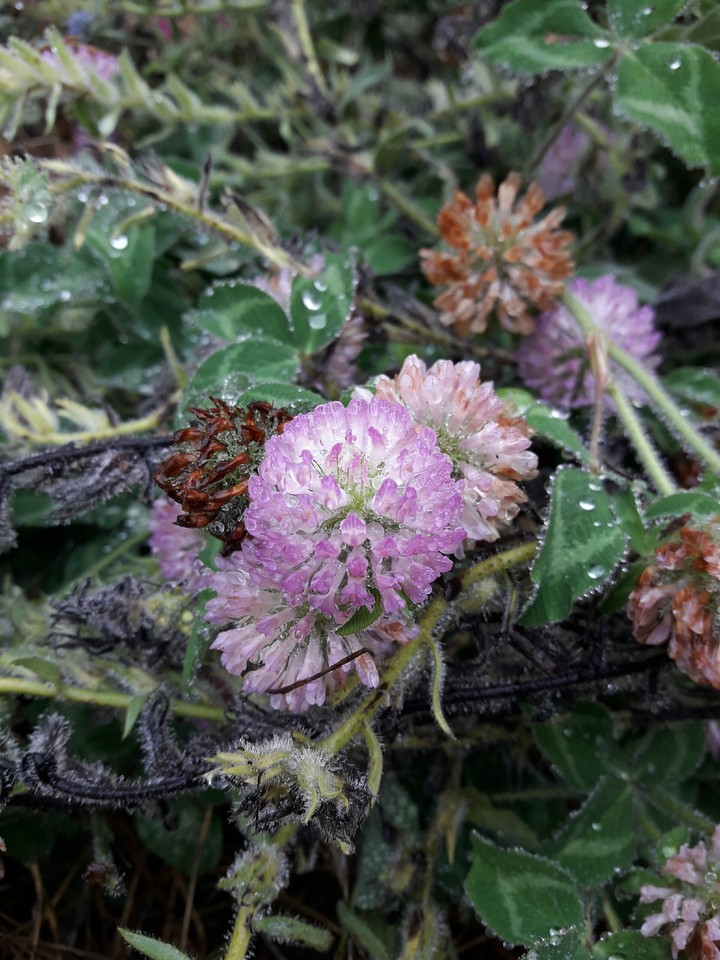 strange flowers in north of iran