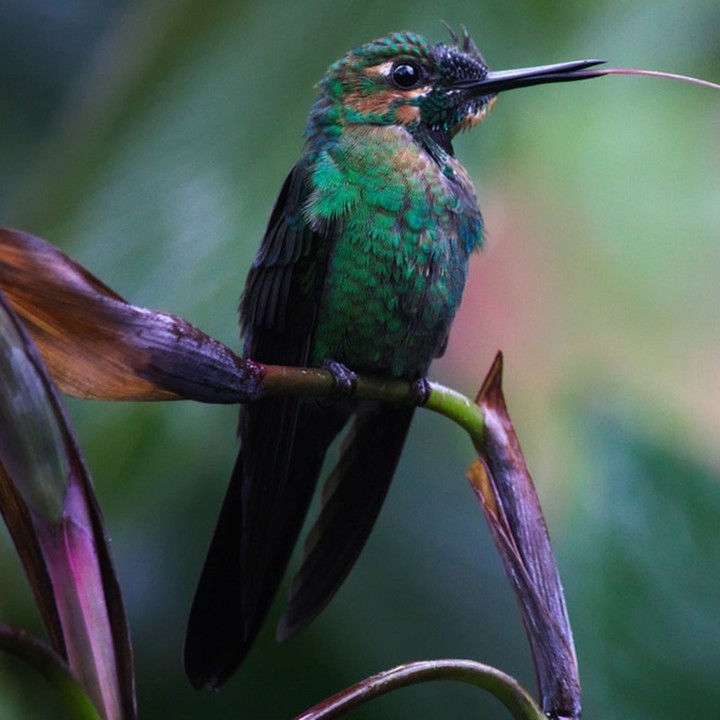 very beautiful bird.....