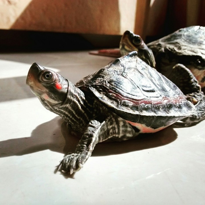turtles