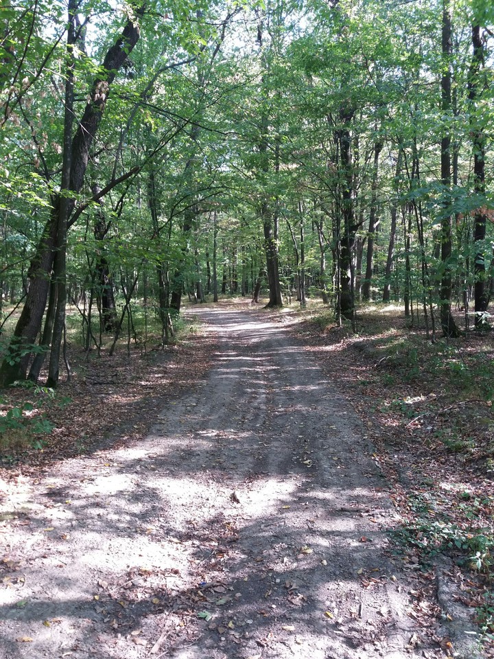 Forest