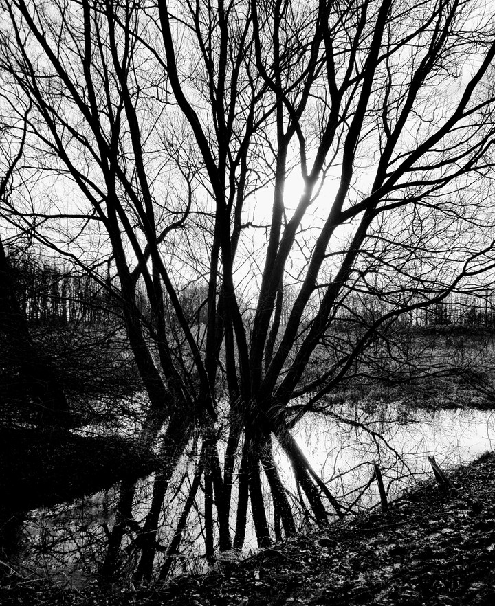Trees and water