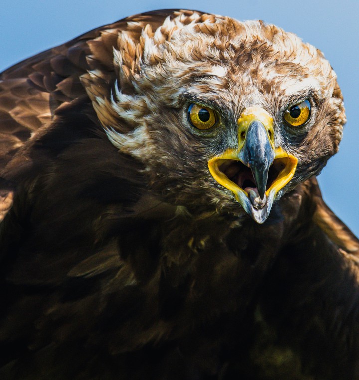 Eagle