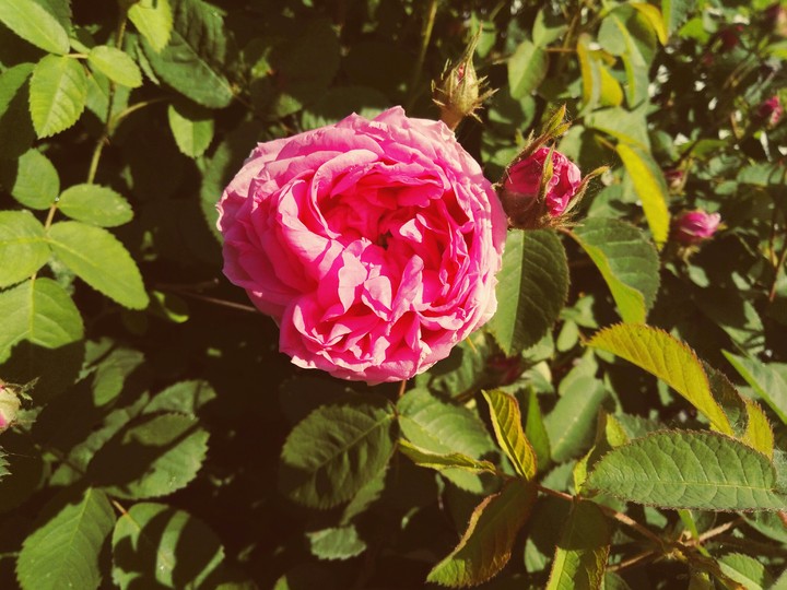 Rose