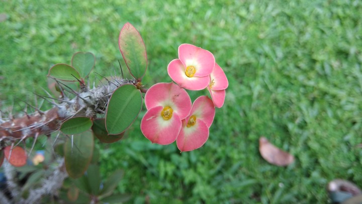 flowers