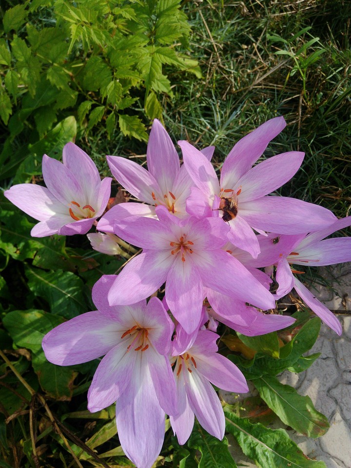 lily