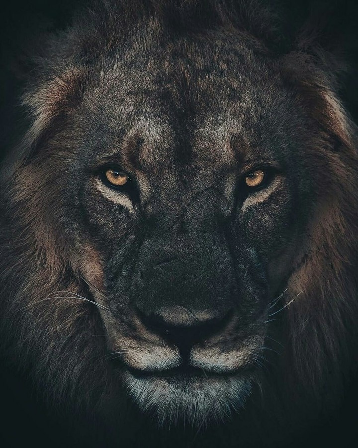 Лев