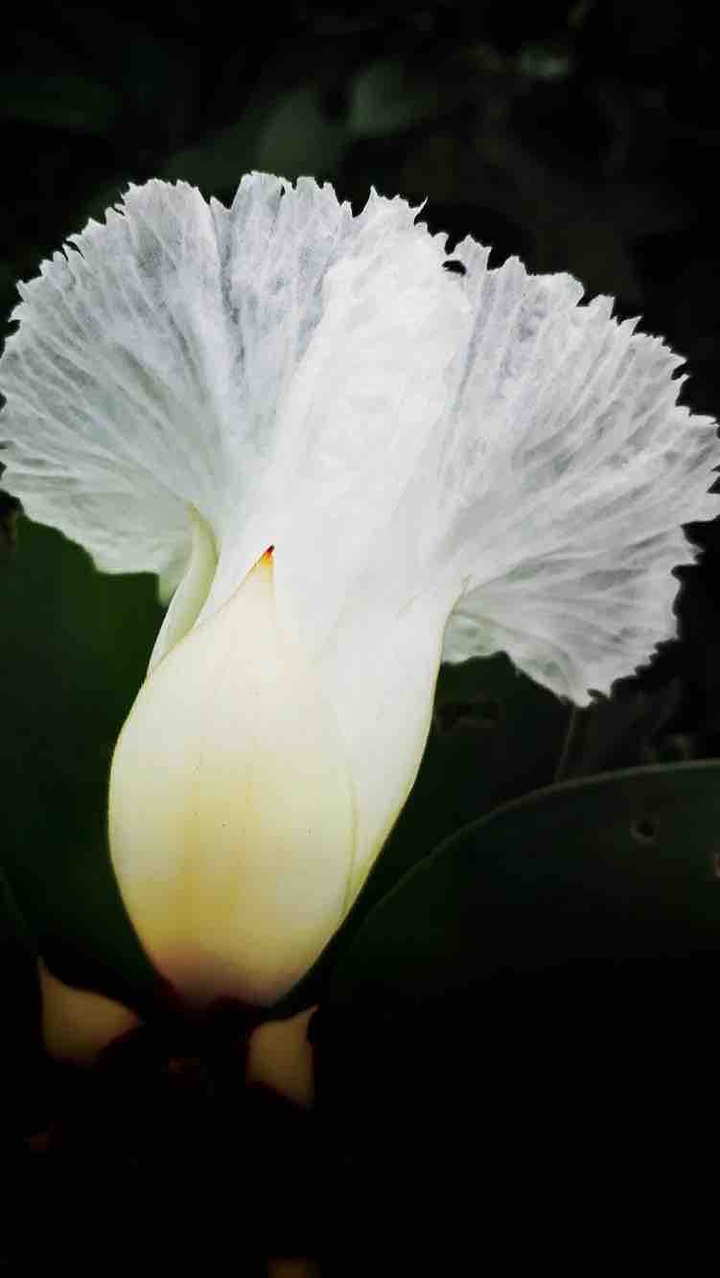 hs also, flowers name??