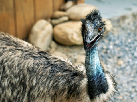 blue emu