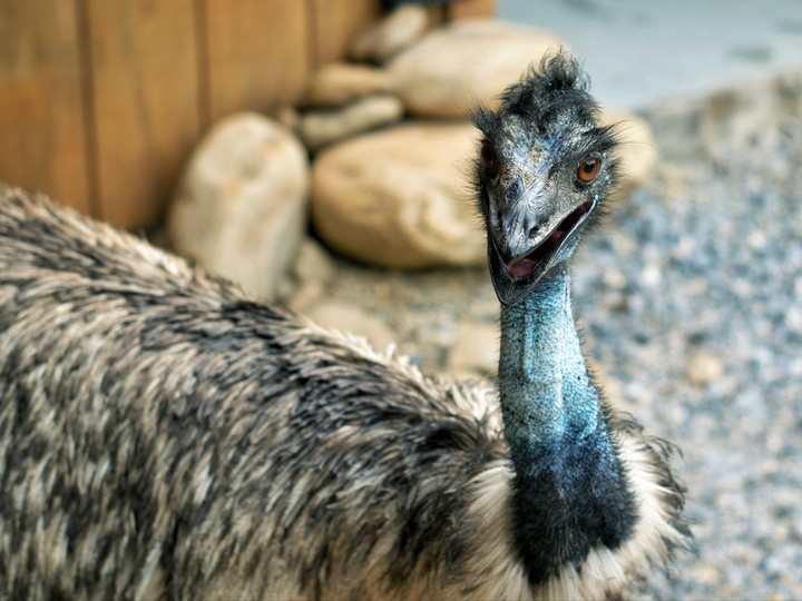 blue emu