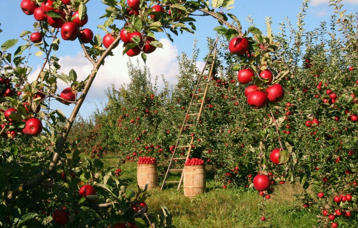 Dès pomme a volonté