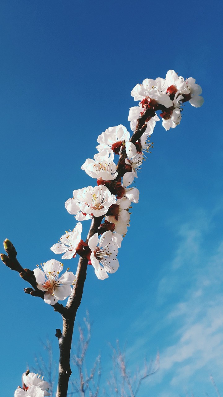 spring❤