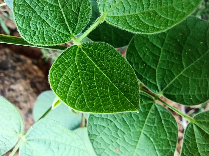 macro shot