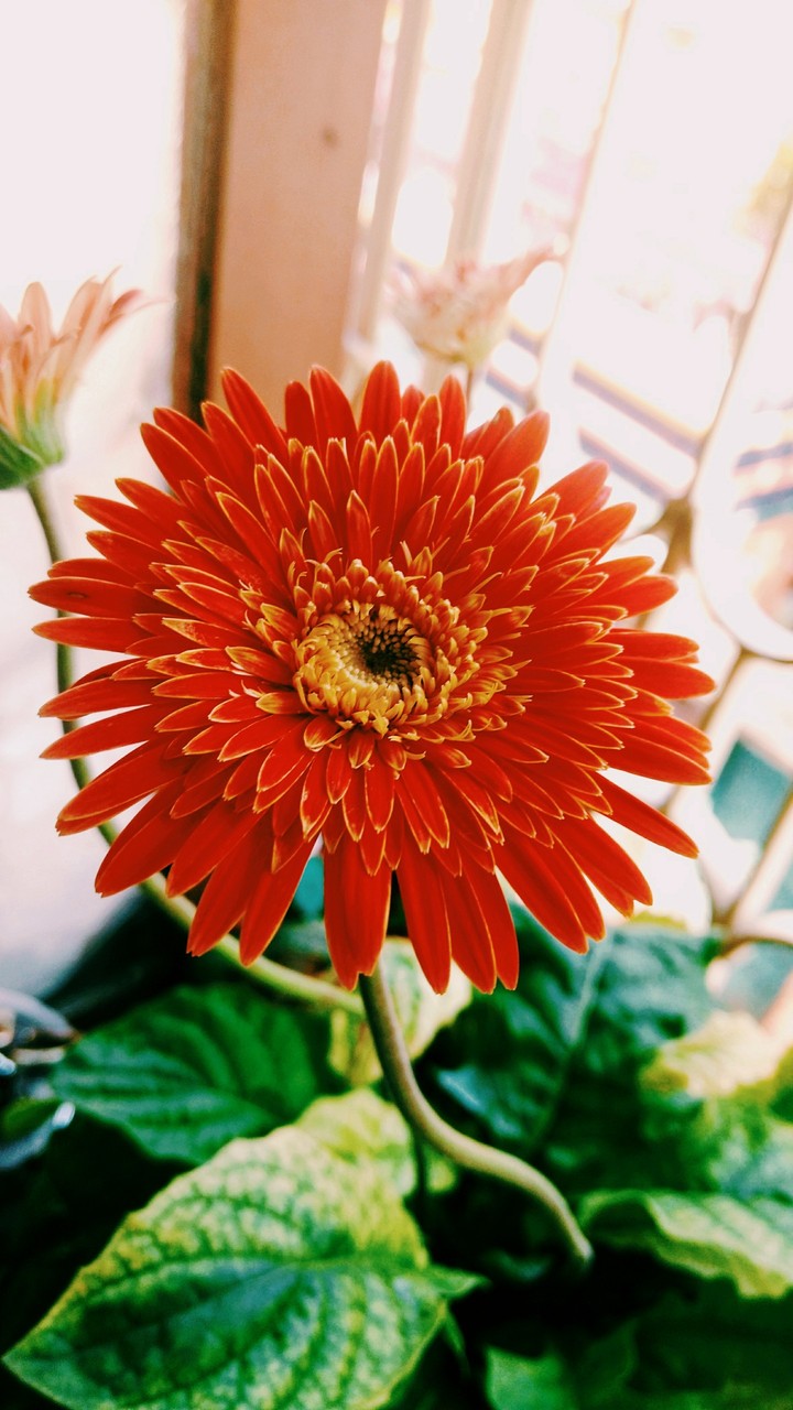 Sunshine