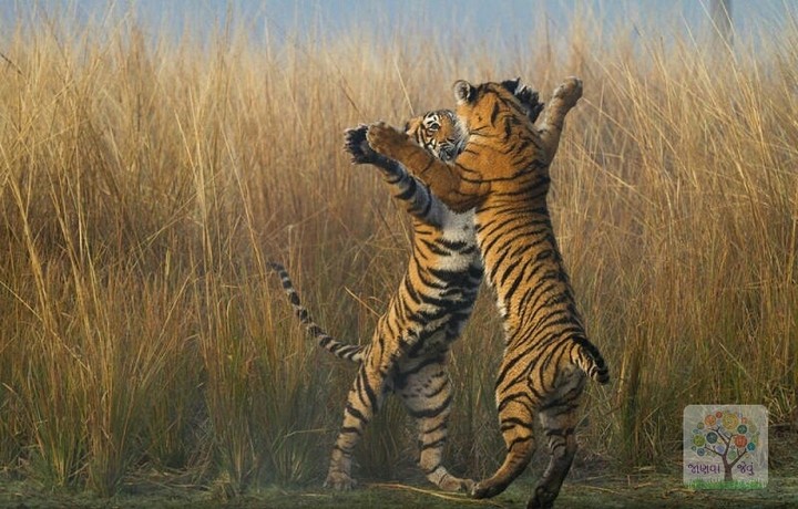 tigers