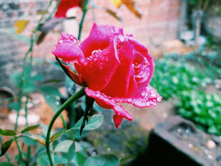 red rose flowers