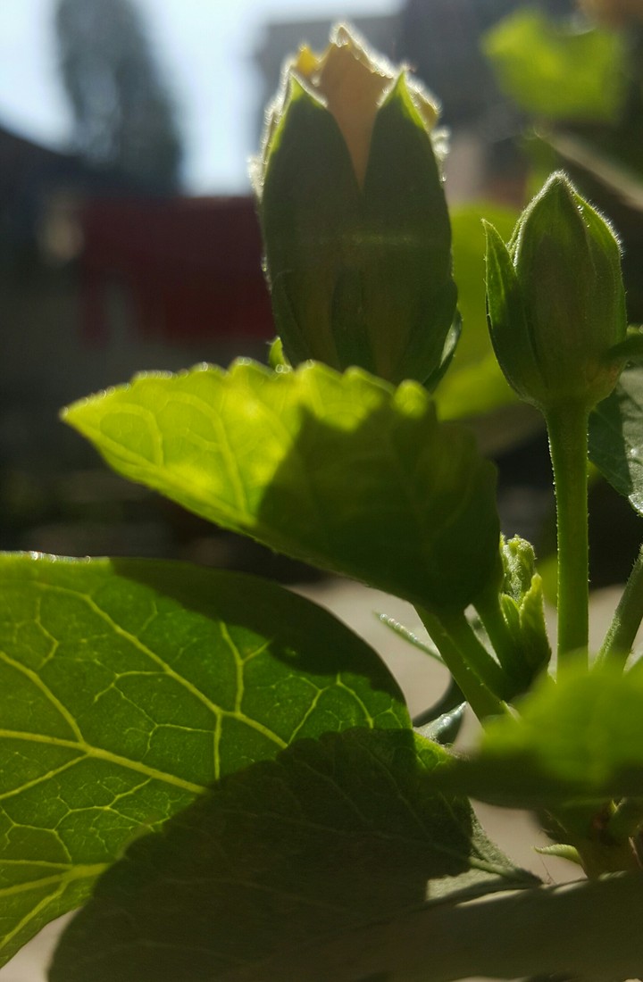 flower