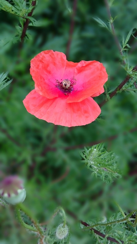 Mohnblüte