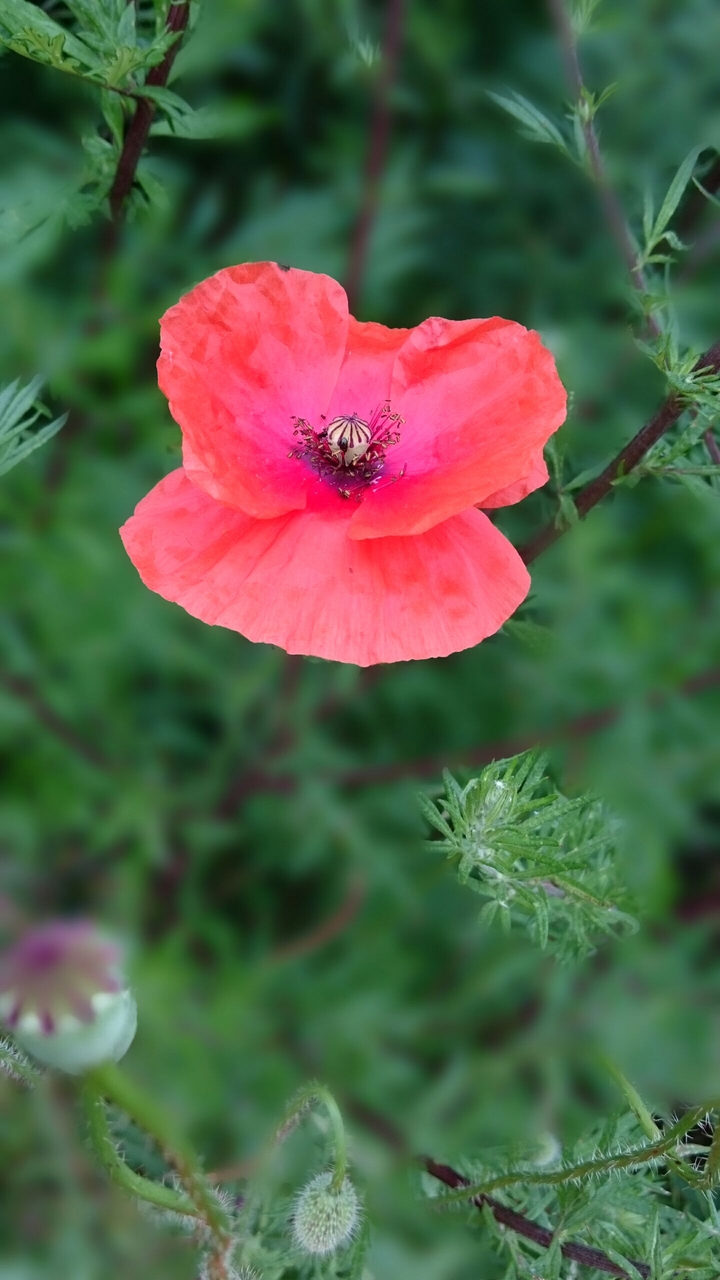 Mohnblüte