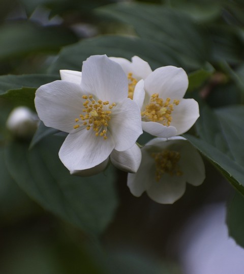 обои flower, closeup