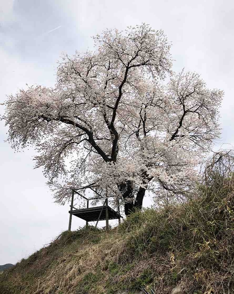 cherry blossom