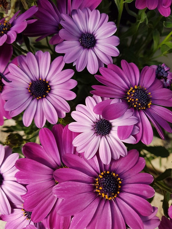 Fiori vari