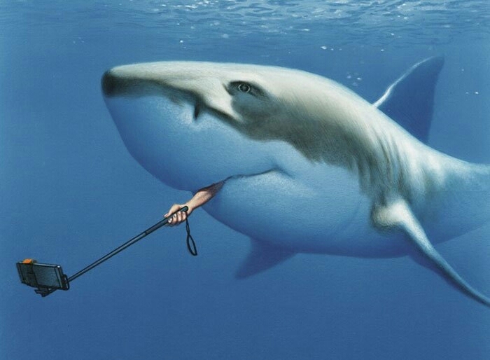 shark