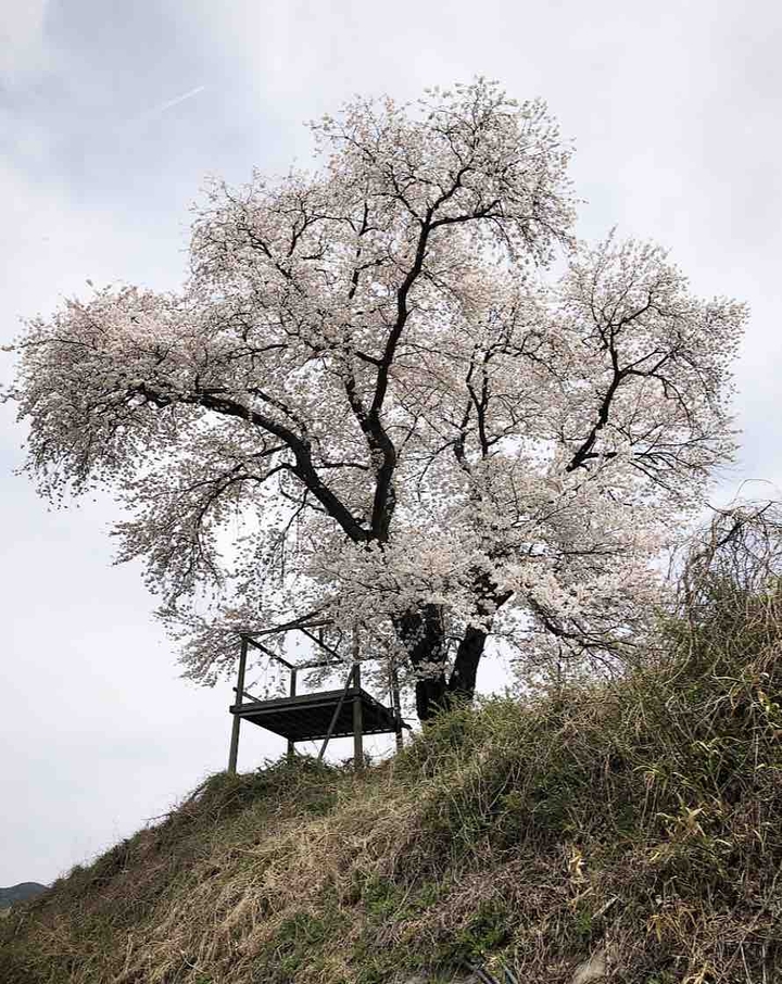 cherry blossom