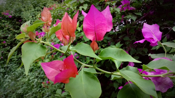 flowers