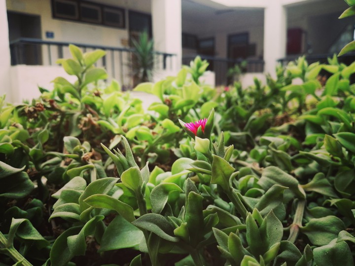 Pink rose