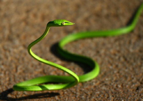 reptile, serpent壁紙