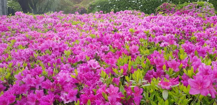 Love flowers