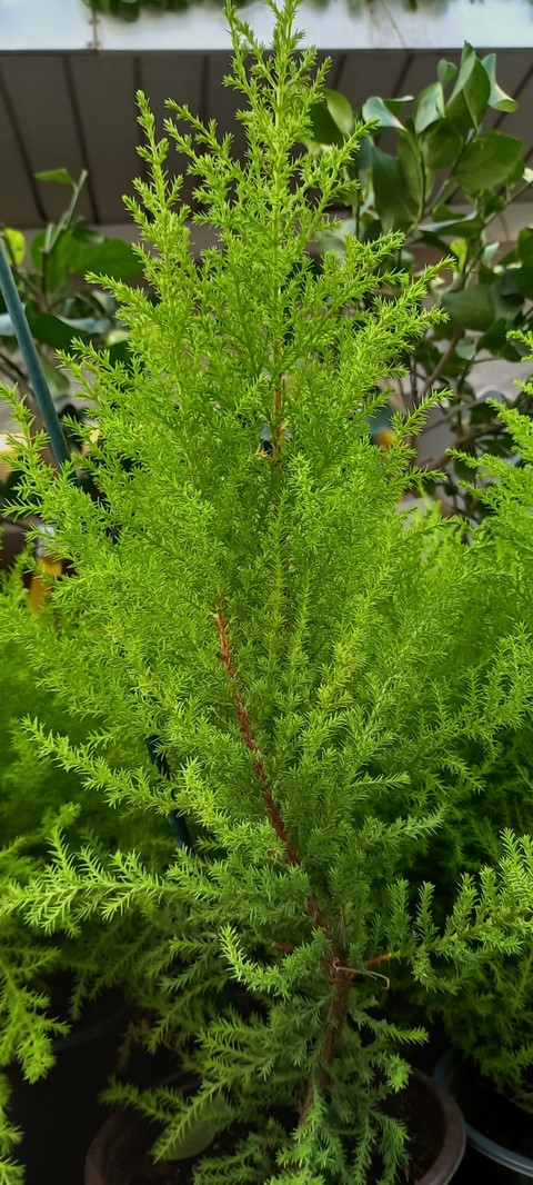 sfondi winter, evergreen