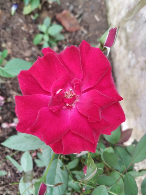 red ?