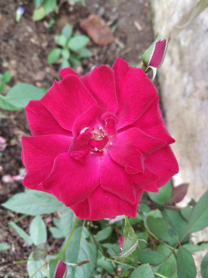 red ?